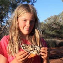 A dingo for the skull collection