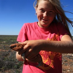 Stop the car - its a lizard!