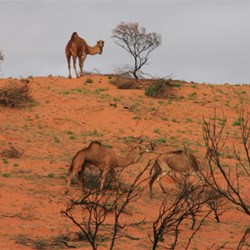 The 3 camel herd
