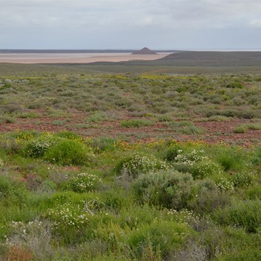 It is not often that the country around Woomera looks like this