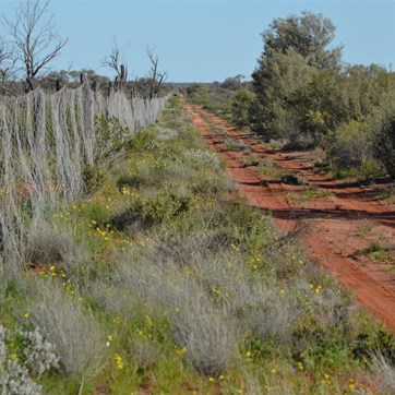 Looking South along the Dog Fence