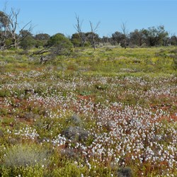 Wildflowers were everywhere