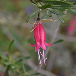 The Eremophila flowers came in all colours and sizes