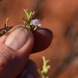 To this rare and very small Eremophila flower 