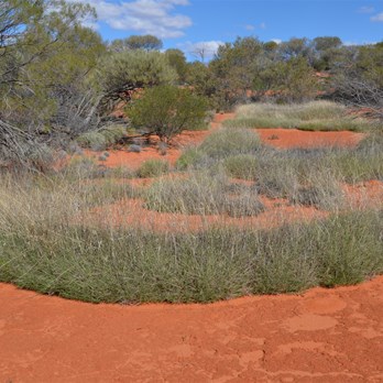 Spinifex on the Nawa Junction Track