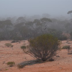 A fog covered Maralinga