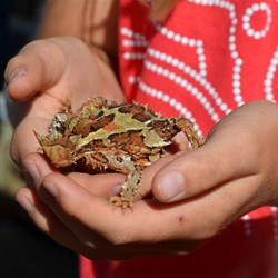 Leah the Lizard catcher with the Thorny Devil Lizard 