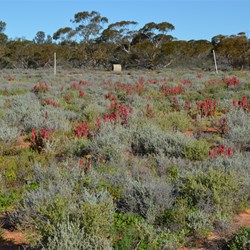 Maralinga Oval..it even had goal posts