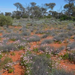 Wildflowers out on the Emu Road