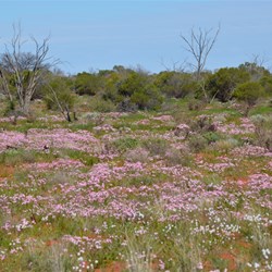 Wildflowers on the Emu Road