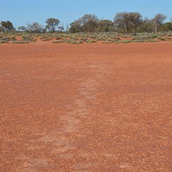 Camel pads across a claypan