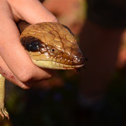 Leah the Lizard Girl