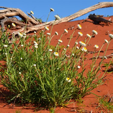 Wildflowers near Cook's Gully