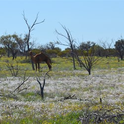 Emu Road Wildflowers
