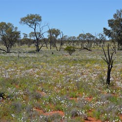 Did I mention Wildflowers for as far as the eye could see?