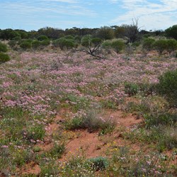 Other Colour Variations