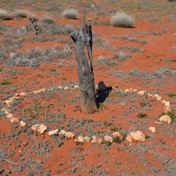 Mulga stump used as one on the Astro fixes for the 300 Mile Marker