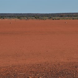 Dingo Claypan Runway