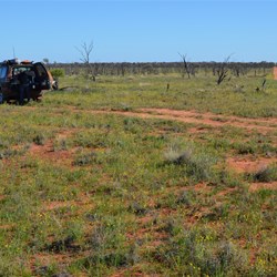 Heading back to Emu - the right track is the Anne Beadell Highway
