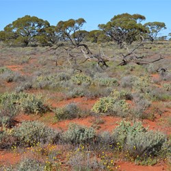 Mulga Woodlands on the back track to Emu