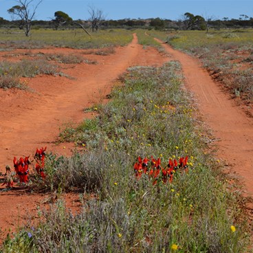 Sturt Desert Pea growing in the middle of the track