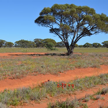 I love those Mulga Trees
