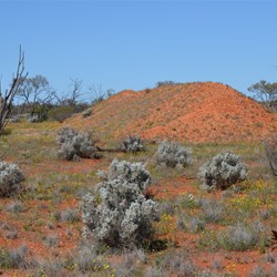 One of the Kittens Test pits at Emu