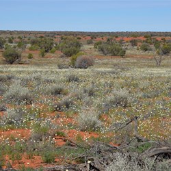 Still wall to wall wildflowers along the BMR