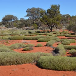 Back into Spinifex country along the BMR