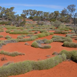 I just love those Spinifex shapes