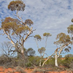 3 lonely Marble Gums on a small dune