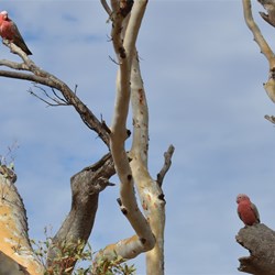 These 2 Galaha's made this hollow their home