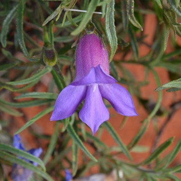 Another Eremophila 