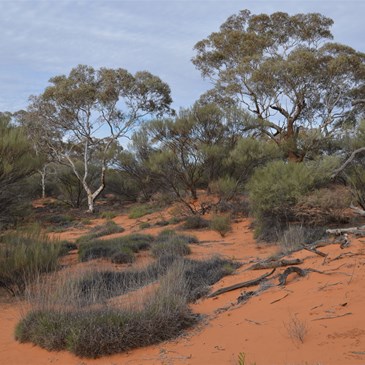 Marble Gums were now the dominant taller vegetation 