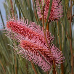 These Hakea francisiana - Bottlebrush Hakea were in flower along the BMR