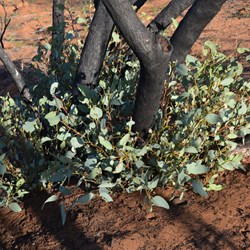 These Mallee Trees springing back to life after the devastation fires