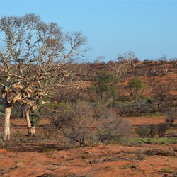 Scares of the massive fire