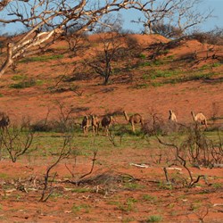 New ground covers offer feed to these camels