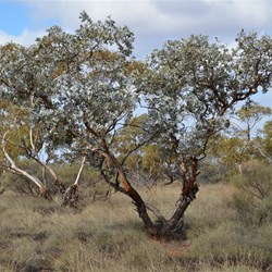 The very rare Eucalyptus wyolensis