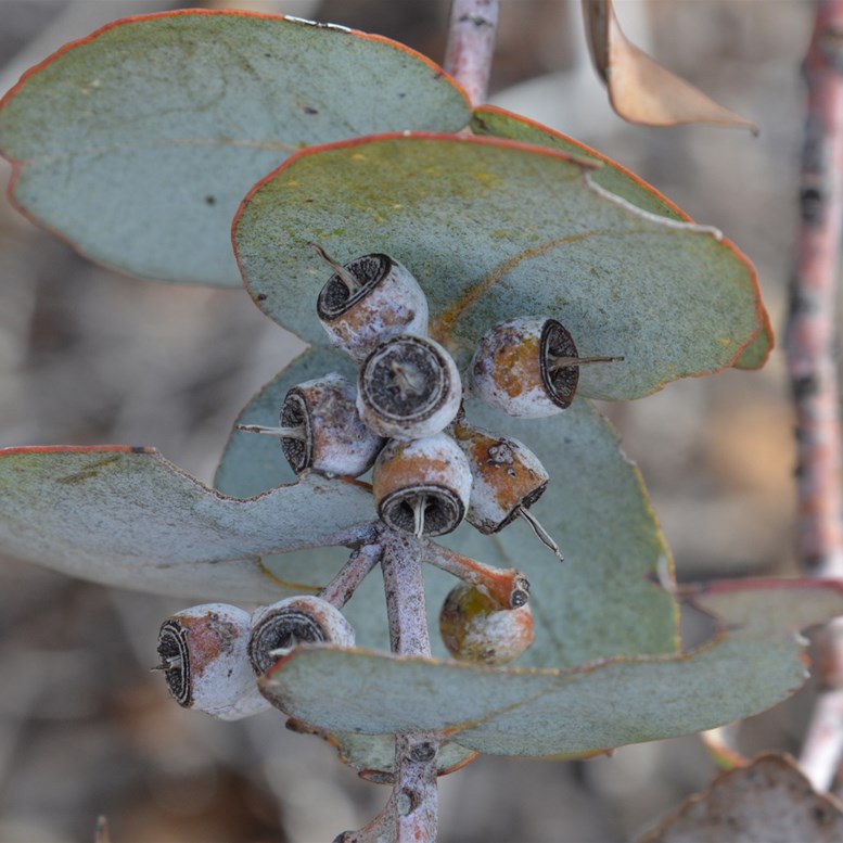 Eucalyptus wyolensis