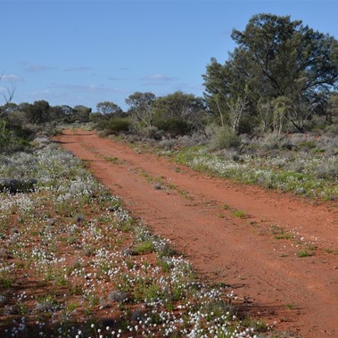 Wildflowers line the sides of Browny's Highway