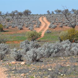 Back into Bluebush Country - heading south towards Cook