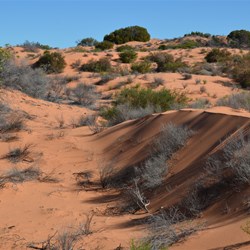 Sand dunes out at Ooldea Soak