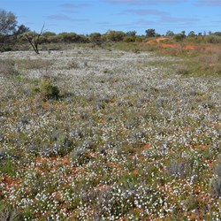 Even along the Trans Line the Wildflowers were unreal