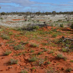 The Wildflowers looked like fields of snow