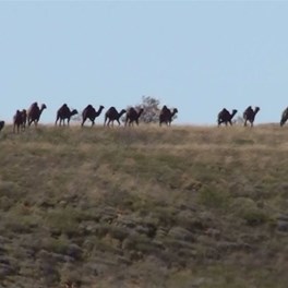 Camels making a break for it along Mount Hughes