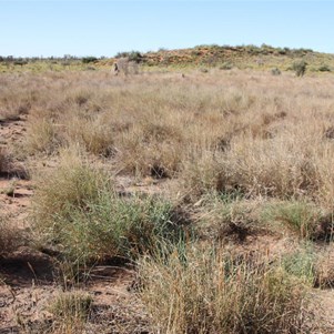 Looking across the sandy plain towards Mt Hughes