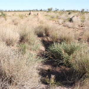 Carnegie's "Black Soil" Soak