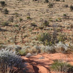 The dune country to the south of Mount Hughes and the soak
