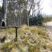 Native Cat Track ahead on the right